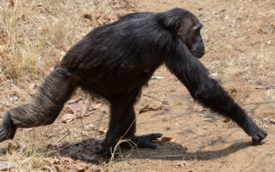 The Original Biomechanists